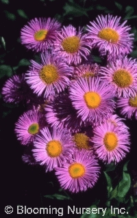 Erigeron speciosus 'Pink Jewel'                    Erigeron speciosus 'Pink Jewel'